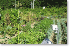 ���Ò��ꌴ�n���@��ʔ_�n